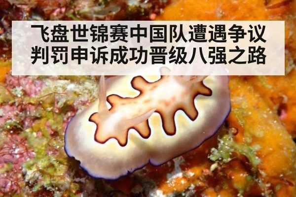 飞盘世锦赛中国队遭遇争议判罚申诉成功晋级八强之路